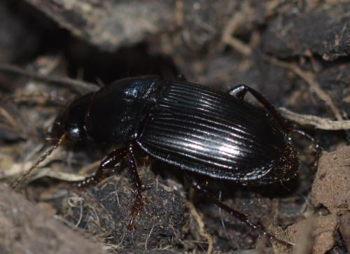 Réf. 250 215 : Harpalus dimidiatus